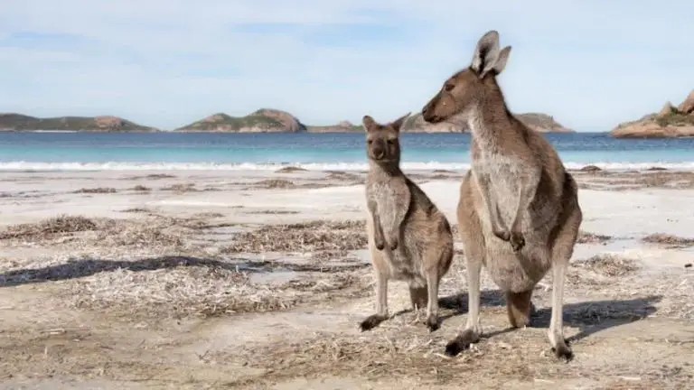 Zwei australische Kängurus am Strand