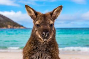 work & travel visum australien