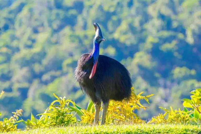 Kasuar in Queenslands Regenwald