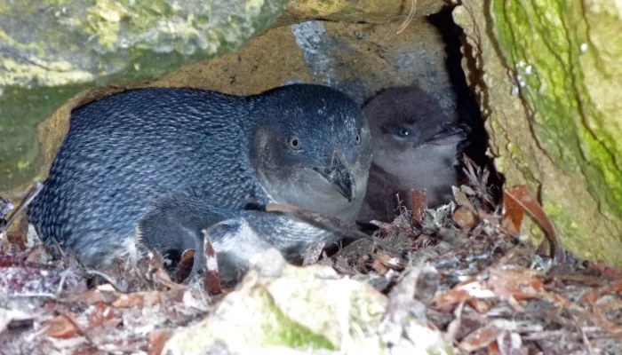 Penguin breeding happens in April on Kangaroo Island
