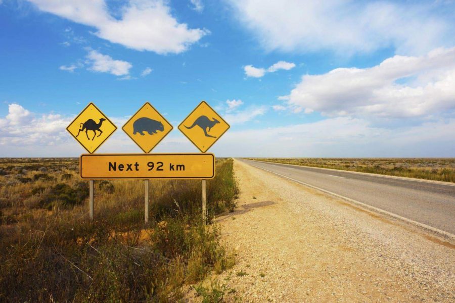 Straße in Australien mit Schildern als Warnung vor Kängurus, Wombats und Kamelen für die nächsten 92 km